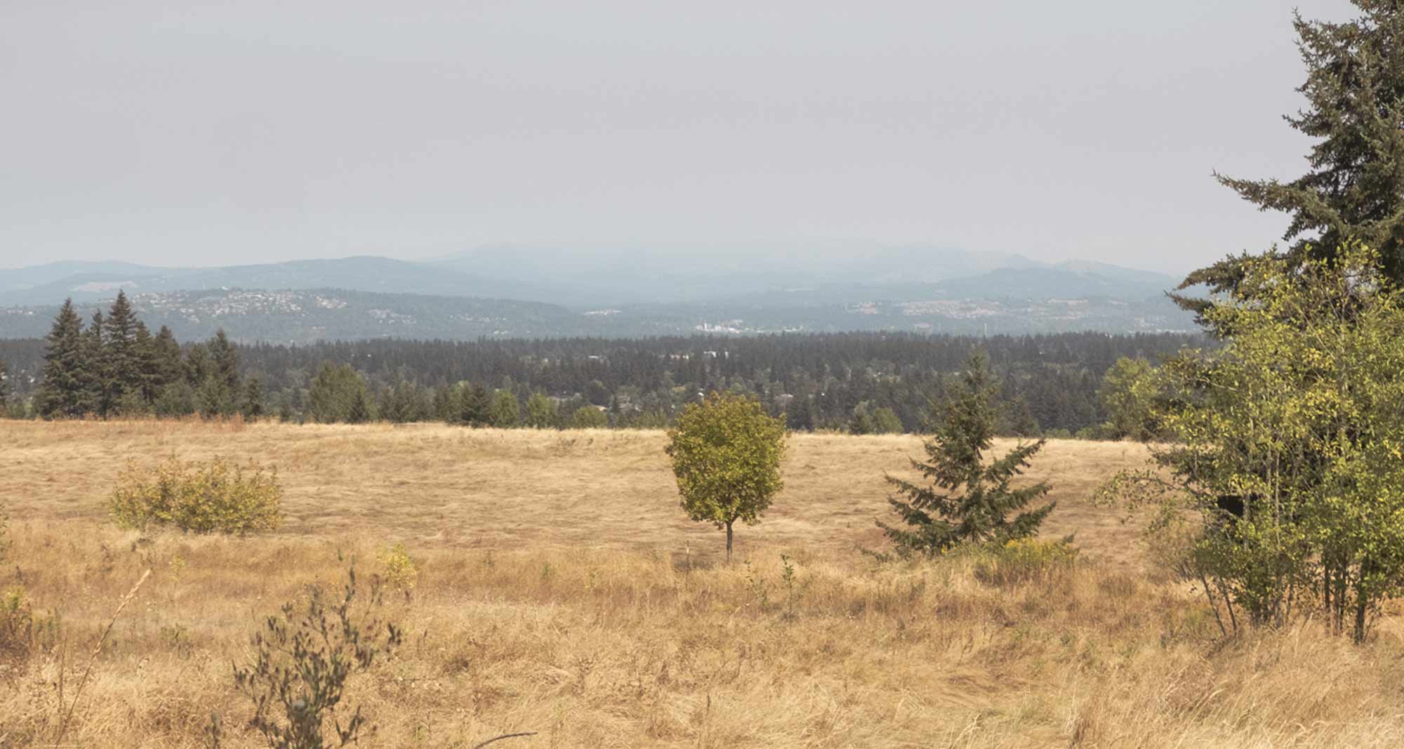 Landscape with a dry grassy field and scattered trees in the foreground, dense green forest in the midground, and hazy blue hills under a pale sky in the distance.